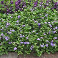 Ageratum