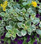 Variation #9020 of Plectranthus