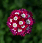 Verbena