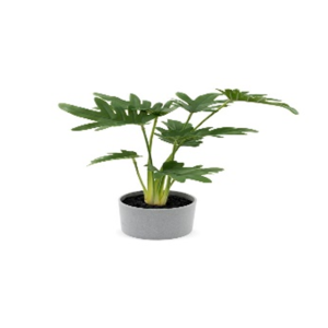 Potted Split Leaf Philodendron