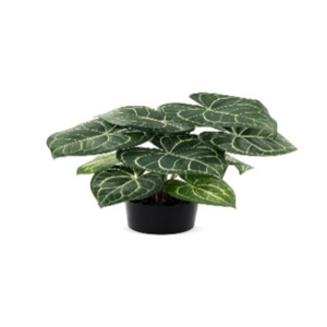 Anthurium in pot