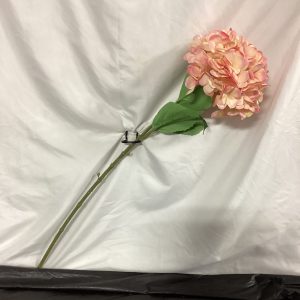 Hydrangea Long stem