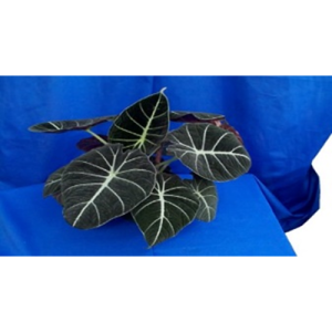 Variation #5758 of Alocasia