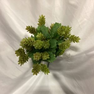 Natural hops bush green