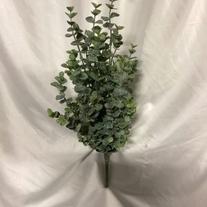 Natural eucalyptus bush