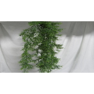 Hanging Springeri Vine