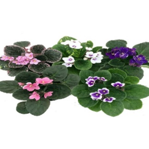 African Violet