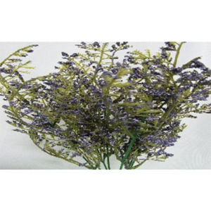 Preserved Caspia Bush