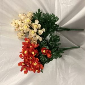 Cosmos bush assorted