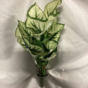 Standing Syngonium Plant