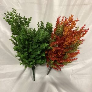 Dwarf Baby Tears bush ASST Colors