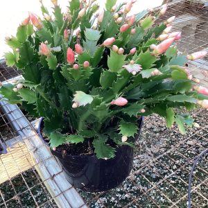 Christmas Cactus