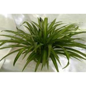 spider plant