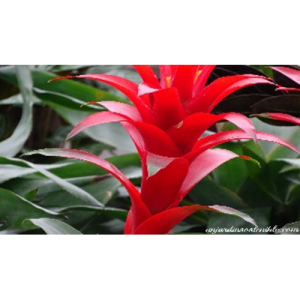 Bromeliad