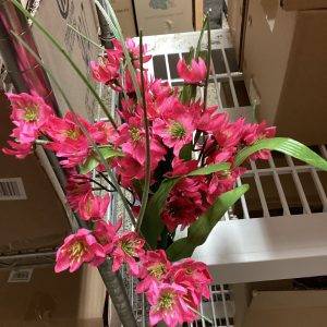 Spring Coreopsis Bush With Grass