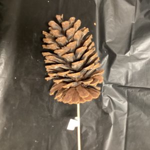 Pine cone pick natural
