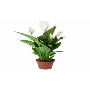 SPATHIPHYLLUM PEACE LILY