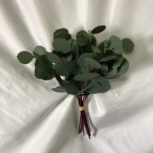 Silver Dollar Eucalyptus Bush