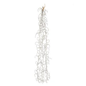 Spanish Moss Vine