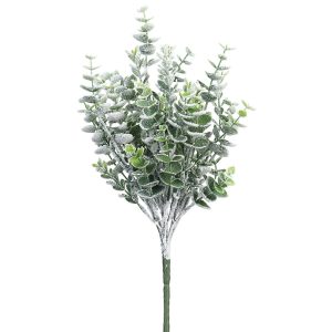 Snow Eucalyptus Bush