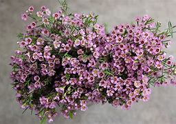 Waxflower
